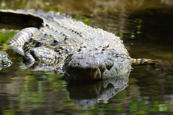 Krokodyla parku Kenia Afryki duży uśmiech Zdjęcia stock © byrdyak