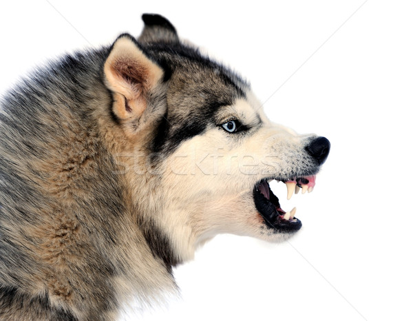 Zły psa husky zimą portret oka Zdjęcia stock © byrdyak