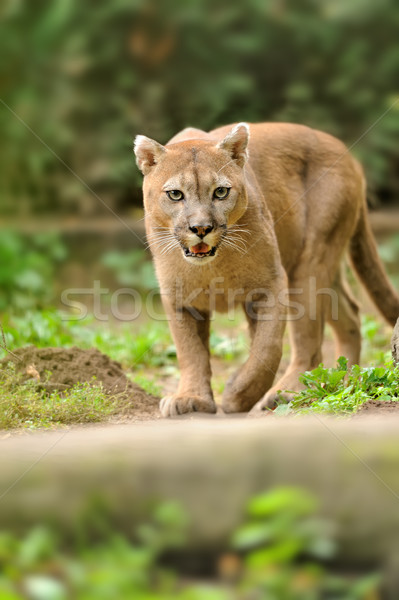 Cougar Stock photo © byrdyak