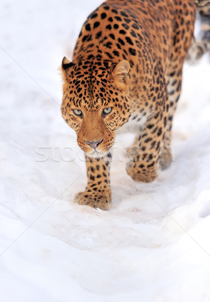 Leopard belle neige hiver jour oeil [[stock_photo]] © byrdyak