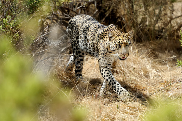 Leopard Stock photo © byrdyak