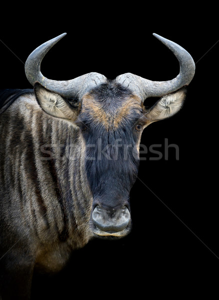 Wildebeest Stock photo © byrdyak