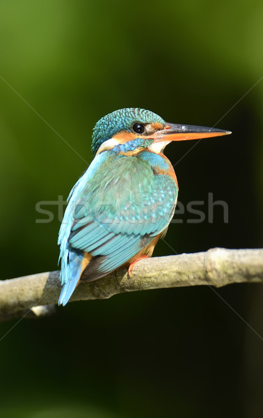 Bleu kingfisher oiseau belle branche eau Photo stock © byrdyak