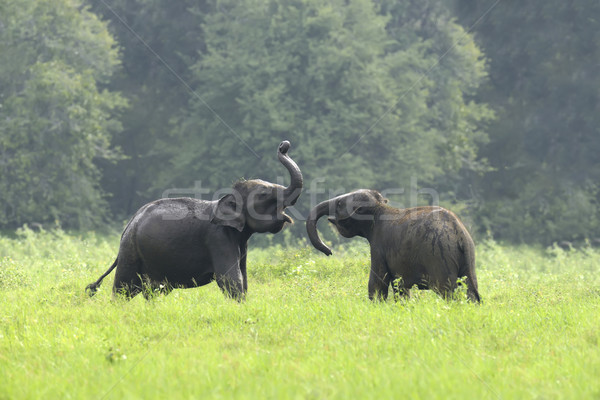 Stok fotoğraf: Filler · park · yaz · seyahat · fil · Asya