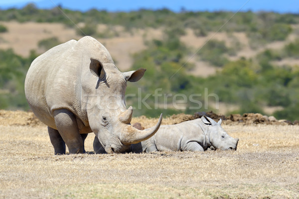 Afrikai fehér orrszarvú park Kenya Afrika Stock fotó © byrdyak