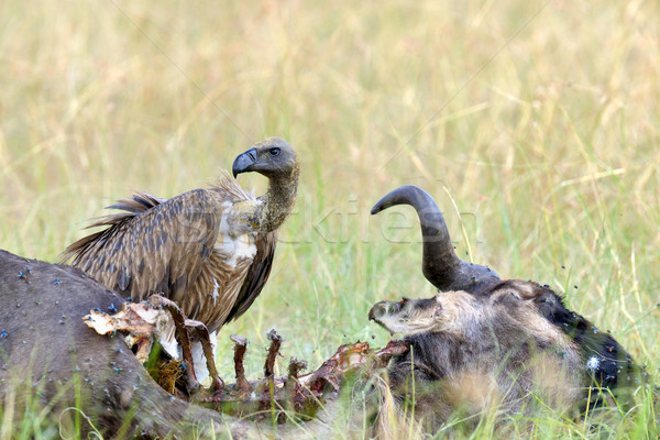 Vulture Stock photo © byrdyak