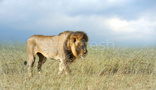Leeuw gras park afrika Kenia familie Stockfoto © byrdyak