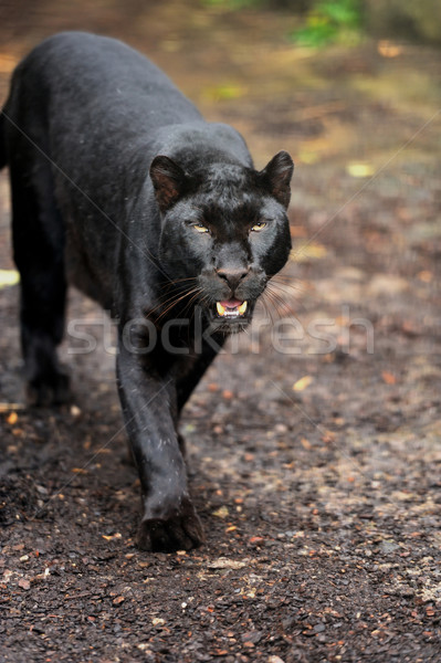Black leopard Stock photo © byrdyak