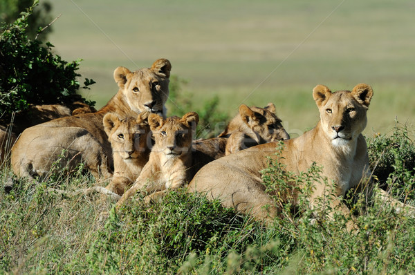 [[stock_photo]]: Lion · belle · herbe · bébé · portrait · animaux