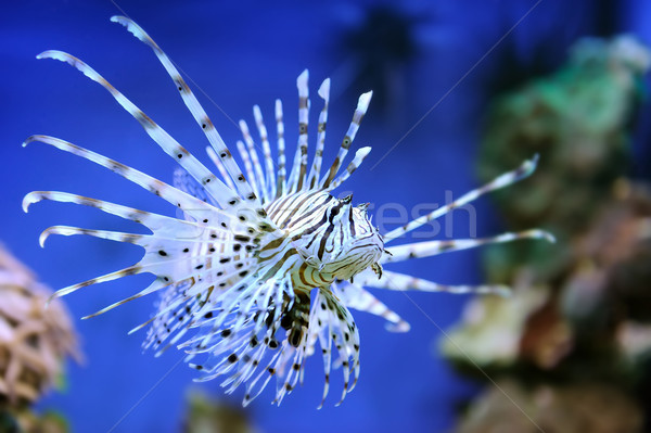 Red lionfish Stock photo © byrdyak