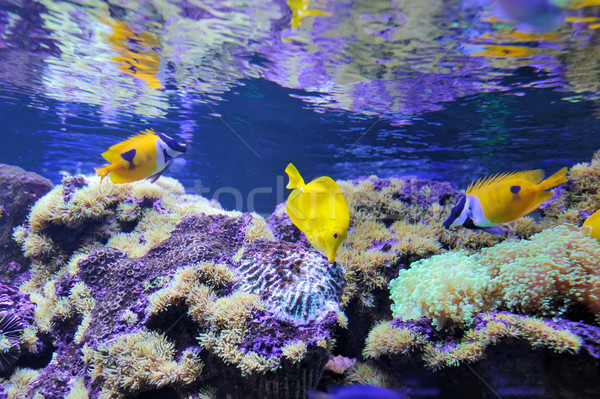 Underwater scene Stock photo © byrdyak