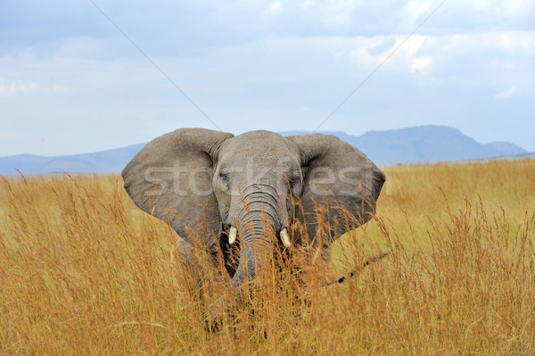 Stock photo: Elephant