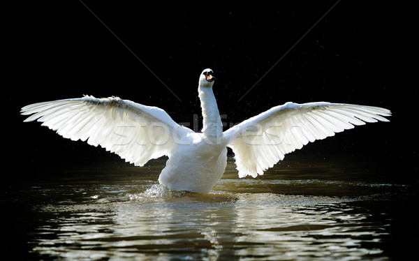 Swan Stock photo © byrdyak