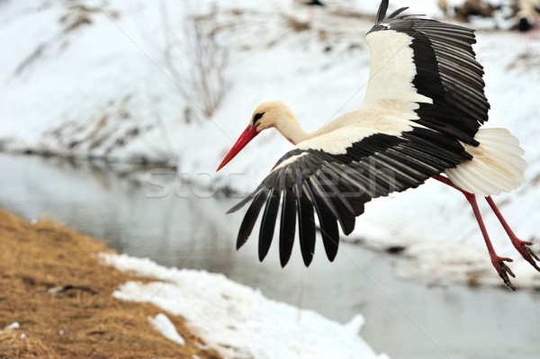 Stork Stock photo © byrdyak