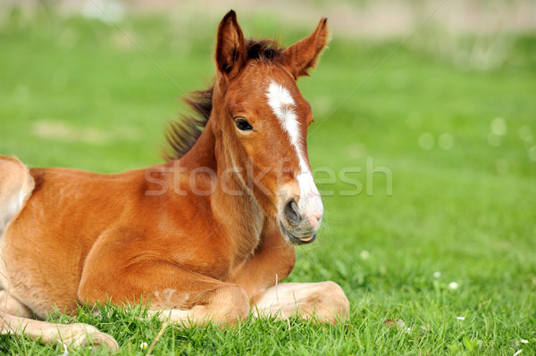 Horse on a meadow Stock photo © byrdyak