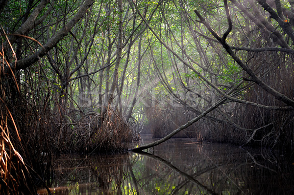 Thickets of mangrove trees in the tidal zone Stock photo © byrdyak
