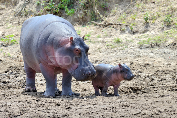 Stok fotoğraf: Suaygırı · aile · suaygırı · dışında · su · Afrika