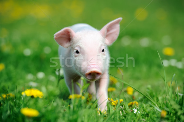 [[stock_photo]]: Jeunes · porc · herbe · verte · printemps · nature · été