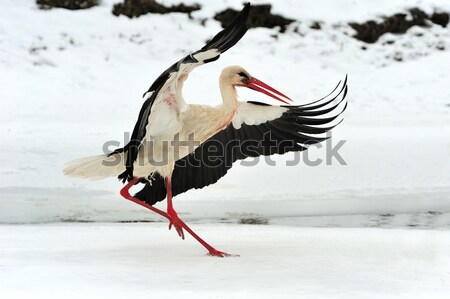 Stork Stock photo © byrdyak