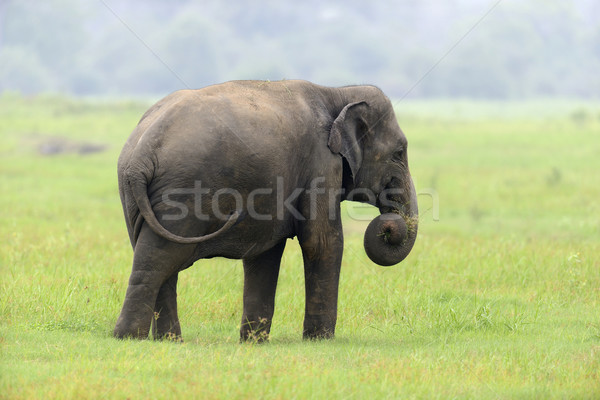 Foto d'archivio: Elefanti · parco · Sri · Lanka · baby · sfondo · pelle