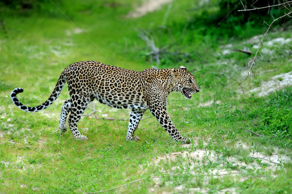 Leoparden Insel Sri Lanka Auge Gesicht Stock foto © byrdyak