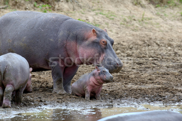 Hippo family Stock photo © byrdyak