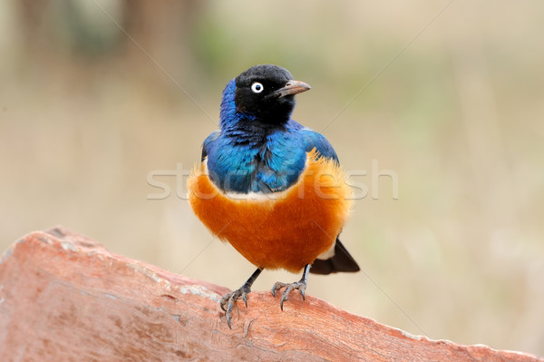 Colourful bird Superb  Stock photo © byrdyak