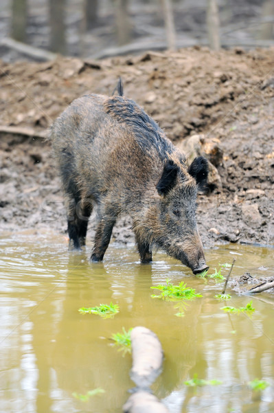 Wild boar Stock photo © byrdyak