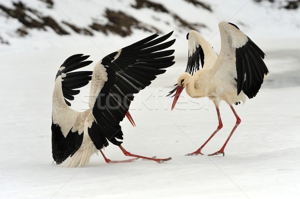 Stork Stock photo © byrdyak