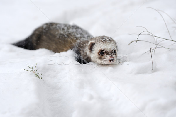 Wild ferret in snow Stock photo © byrdyak