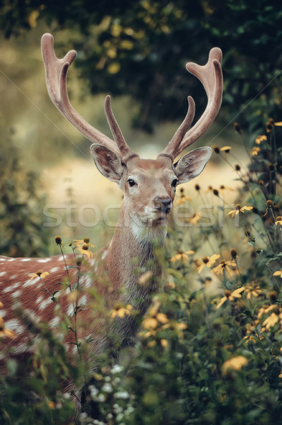 Whitetail deer Stock photo © byrdyak