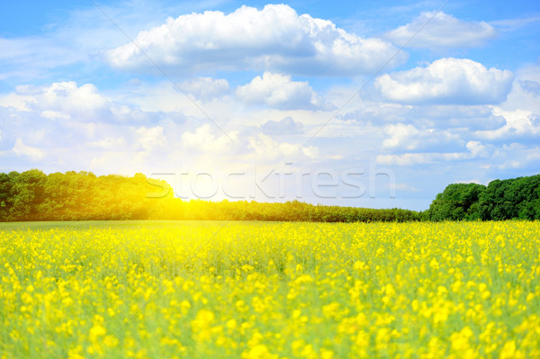 Verano campo de hierba luz del sol cielo azul cielo puesta de sol Foto stock © byrdyak