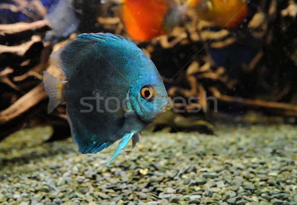 Unterwasser Szene unterschiedlich farbenreich Fische Stock foto © byrdyak