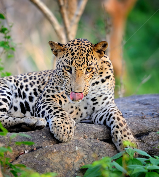 Leoparden Insel Sri Lanka Auge Gesicht Stock foto © byrdyak