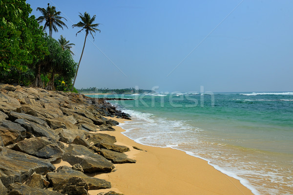 Tropical beach Stock photo © byrdyak