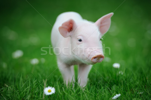 Porcelet printemps herbe verte ferme alimentaire bébé [[stock_photo]] © byrdyak