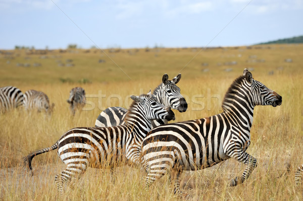 Zebra Afrika park Kenya çim at Stok fotoğraf © byrdyak