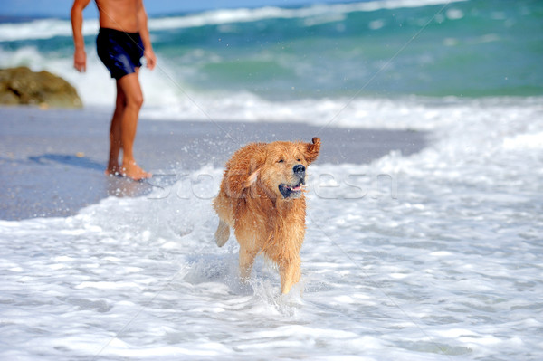 Jonge golden retriever lopen strand hond natuur Stockfoto © byrdyak