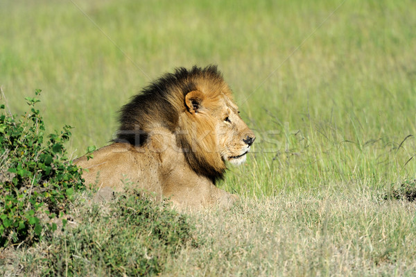 Lew trawy Kenia parku twarz charakter Zdjęcia stock © byrdyak
