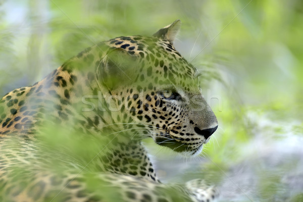 Leoparden Insel Sri Lanka Auge Gesicht Stock foto © byrdyak