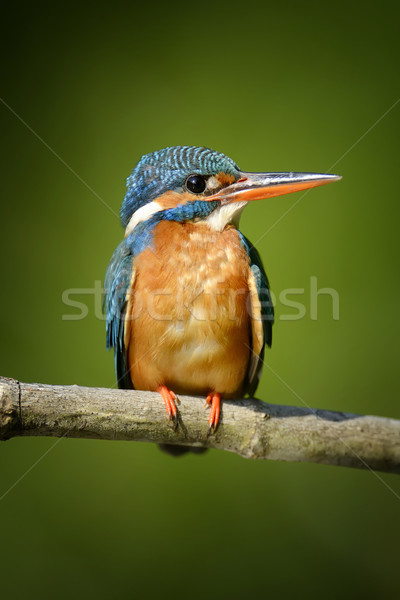 Blauw ijsvogel vogel mooie tak water Stockfoto © byrdyak