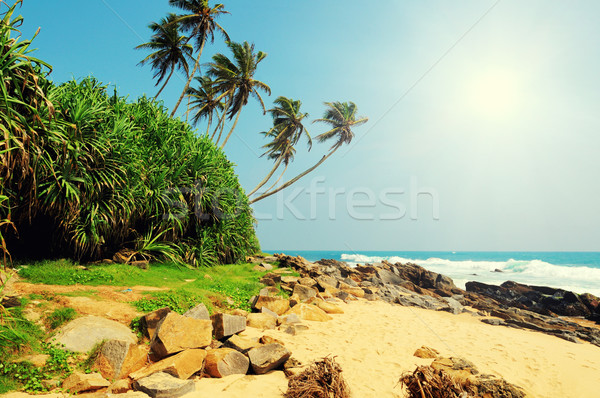 Trópusi tengerpart pálma Sri Lanka tengerpart égbolt víz Stock fotó © byrdyak