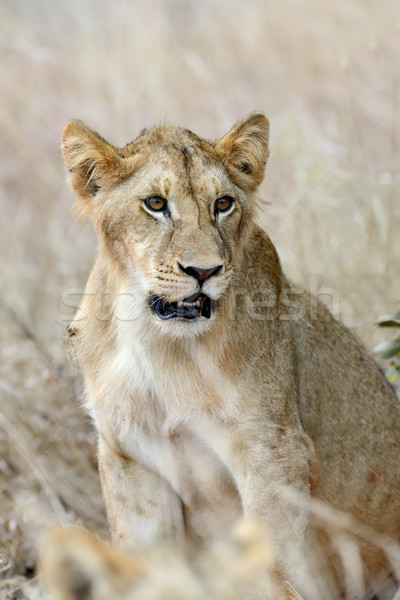 тесные лев парка Кения Африка кошки Сток-фото © byrdyak