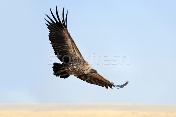 Vulture flying. Masai Mara National Park Stock photo © byrdyak