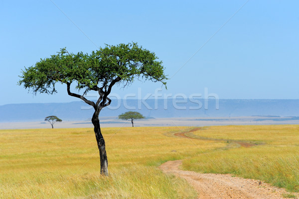 Sawanna krajobraz parku Kenia niebo drzewo Zdjęcia stock © byrdyak
