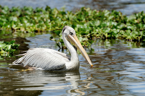 White pelican Stock photo © byrdyak