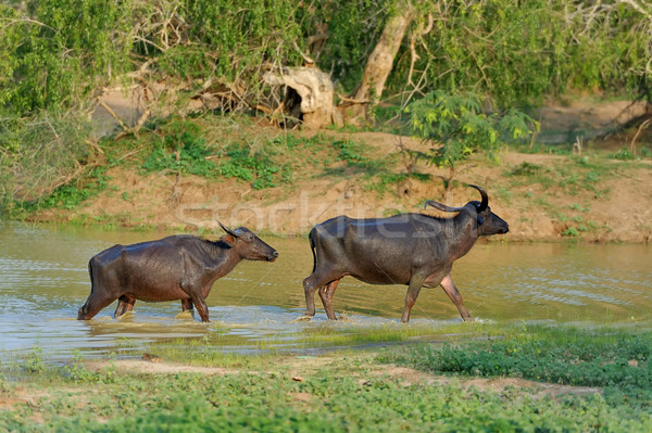 Víz fürdik tó Sri Lanka természet tehén Stock fotó © byrdyak