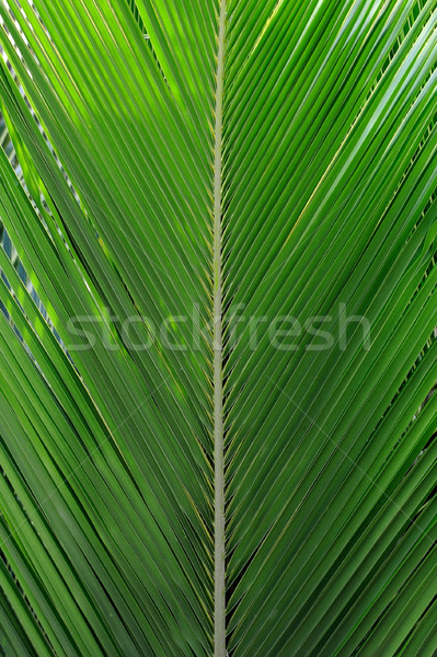 Texturen grünen Palmblättern Zeilen Baum Wald Stock foto © byrdyak