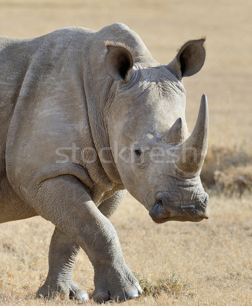 Rhino африканских белый парка Кения ребенка Сток-фото © byrdyak