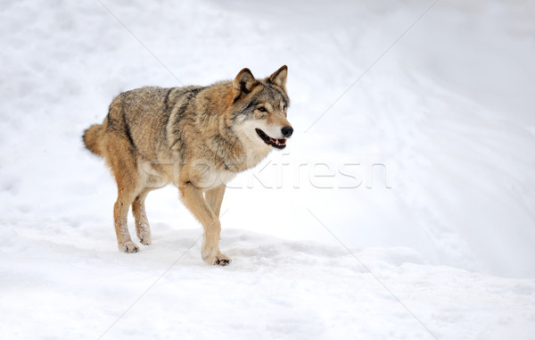 Loup belle sauvage gris hiver visage Photo stock © byrdyak